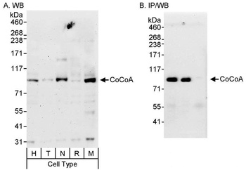 Rabbit CoCoA Antibody