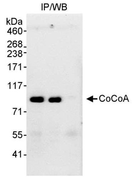 Rabbit CoCoA Antibody
