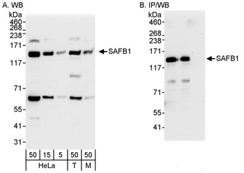Rabbit SAFB1 Antibody