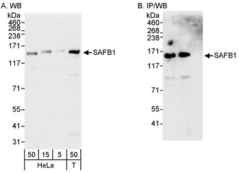 Rabbit SAFB1 Antibody