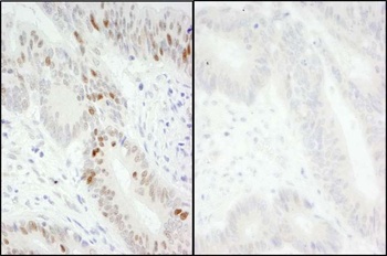 Rabbit Phospho MCM2 (S40/S41) Antibody