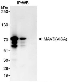 Rabbit MAVS/VISA Antibody