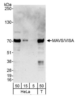 Rabbit MAVS/VISA Antibody