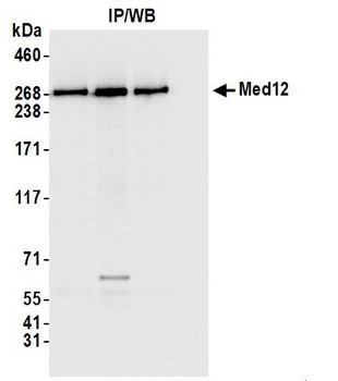 Rabbit MED12 Antibody