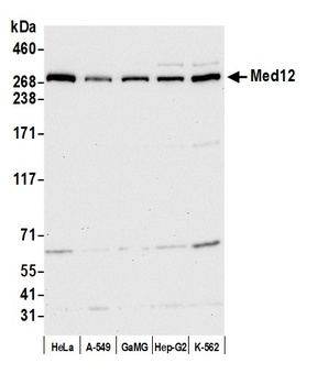 Rabbit MED12 Antibody