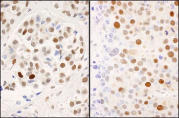 Rabbit Phospho MCM2 (S53) Antibody