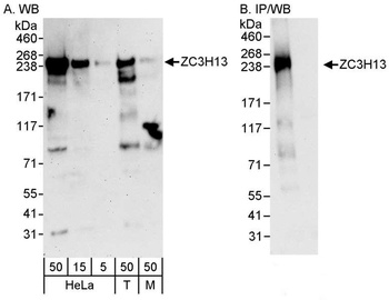 Rabbit ZC3H13 Antibody