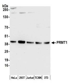 Rabbit PRMT1 Antibody