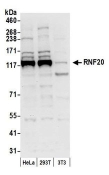 Rabbit RNF20 Antibody