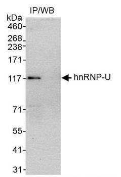 Rabbit hnRNP-U Antibody