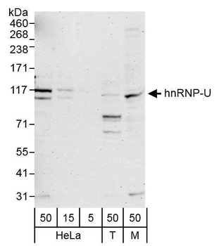 Rabbit hnRNP-U Antibody