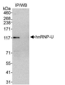 Rabbit hnRNP-U Antibody
