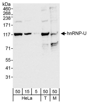 Rabbit hnRNP-U Antibody