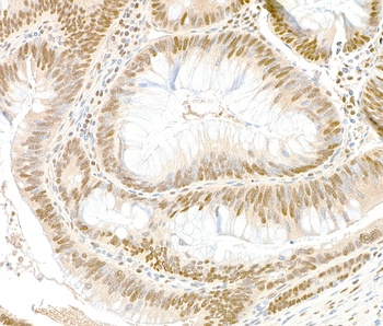 Rabbit GAPDH Antibody