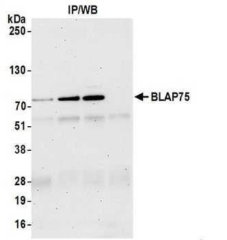 Rabbit BLAP75 Antibody
