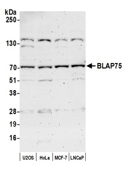 Rabbit BLAP75 Antibody