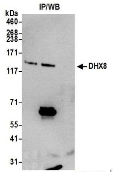 Rabbit DHX8 Antibody