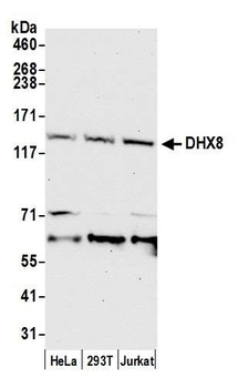 Rabbit DHX8 Antibody