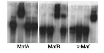 Rabbit MafA Antibody