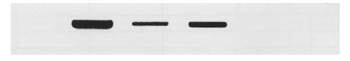 Rabbit MafA Antibody