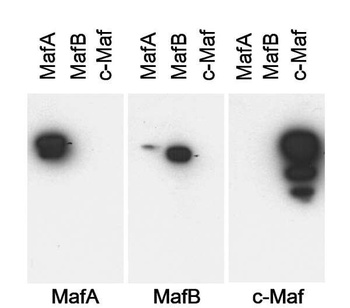 Rabbit MafA Antibody