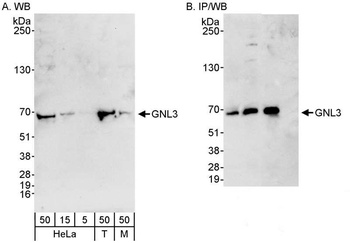 Rabbit GNL3 Antibody