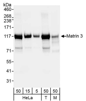 Rabbit Matrin 3 Antibody