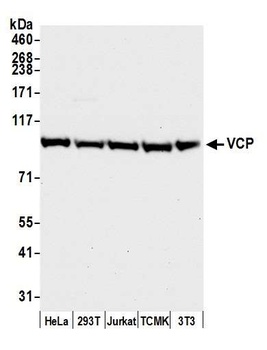 Rabbit anti-VCP Antibody