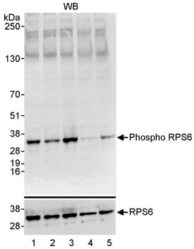 Rabbit Phospho RPS6 (S235/236) Antibody