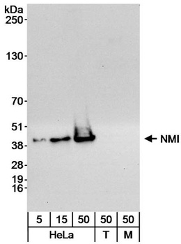 Rabbit NMI Antibody
