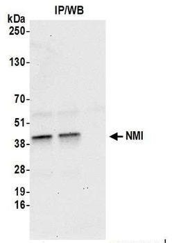 Rabbit NMI Antibody