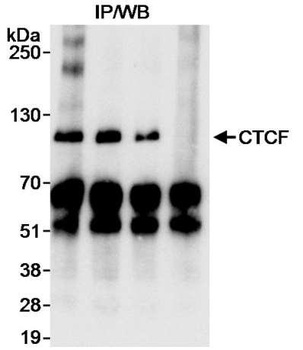 Rabbit CTCF Antibody
