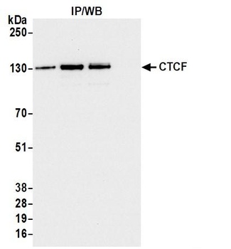 Rabbit CTCF Antibody