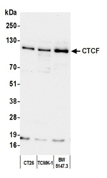 Rabbit CTCF Antibody