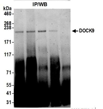 Rabbit DOCK9 Antibody