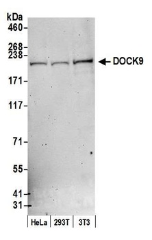 Rabbit DOCK9 Antibody