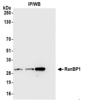 Rabbit RanBP1 Antibody