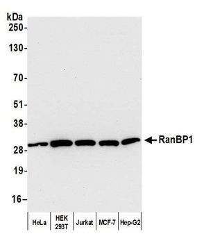 Rabbit RanBP1 Antibody