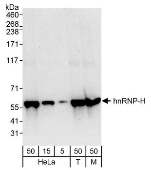 Rabbit hnRNP-H Antibody