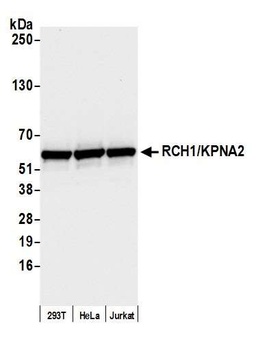 Rabbit RCH1/KPNA2 Antibody