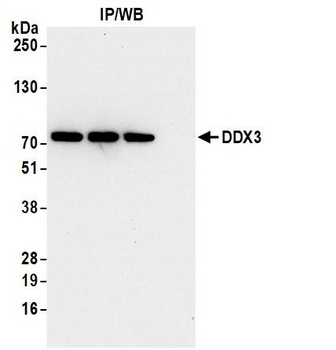 Rabbit DDX3 Antibody