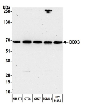Rabbit DDX3 Antibody