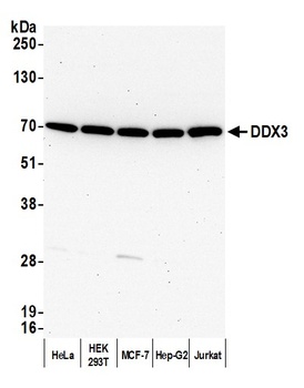 Rabbit DDX3 Antibody