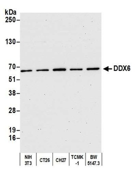 Rabbit DDX6 Antibody