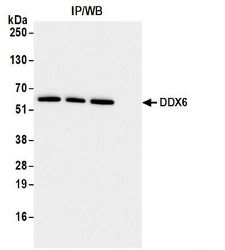Rabbit DDX6 Antibody