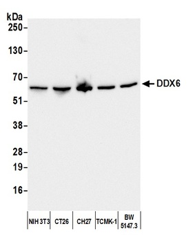 Rabbit DDX6 Antibody