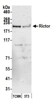 Rabbit Rictor Antibody