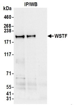 Rabbit WSTF Antibody