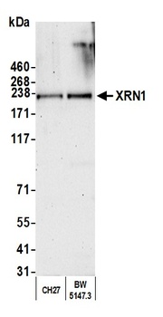 Rabbit XRN1 Antibody