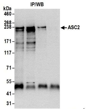 Rabbit ASC2 Antibody